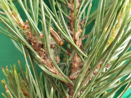 Zabiegi ograniczania liczebności populacji osnui gwiaździstej