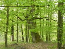 Zasady bezpiecznego przebywania w lesie